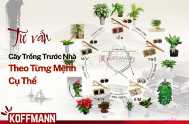 5 loại cây trồng trước nhà phong thủy theo từng mệnh cụ thể