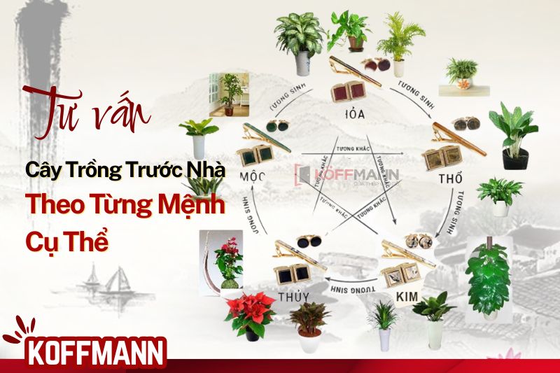 5 loại cây trồng trước nhà phong thủy theo từng mệnh cụ thể